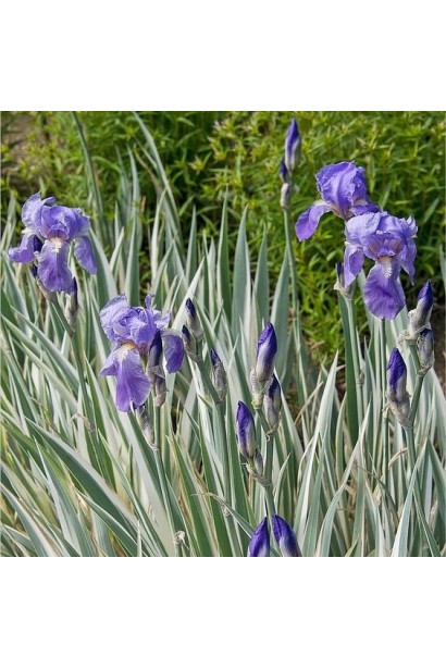 Ірис щетинистий Варієгата